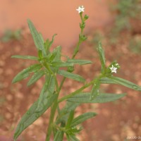 Heliotropium zeylanicum (Burm.f.) Lam.